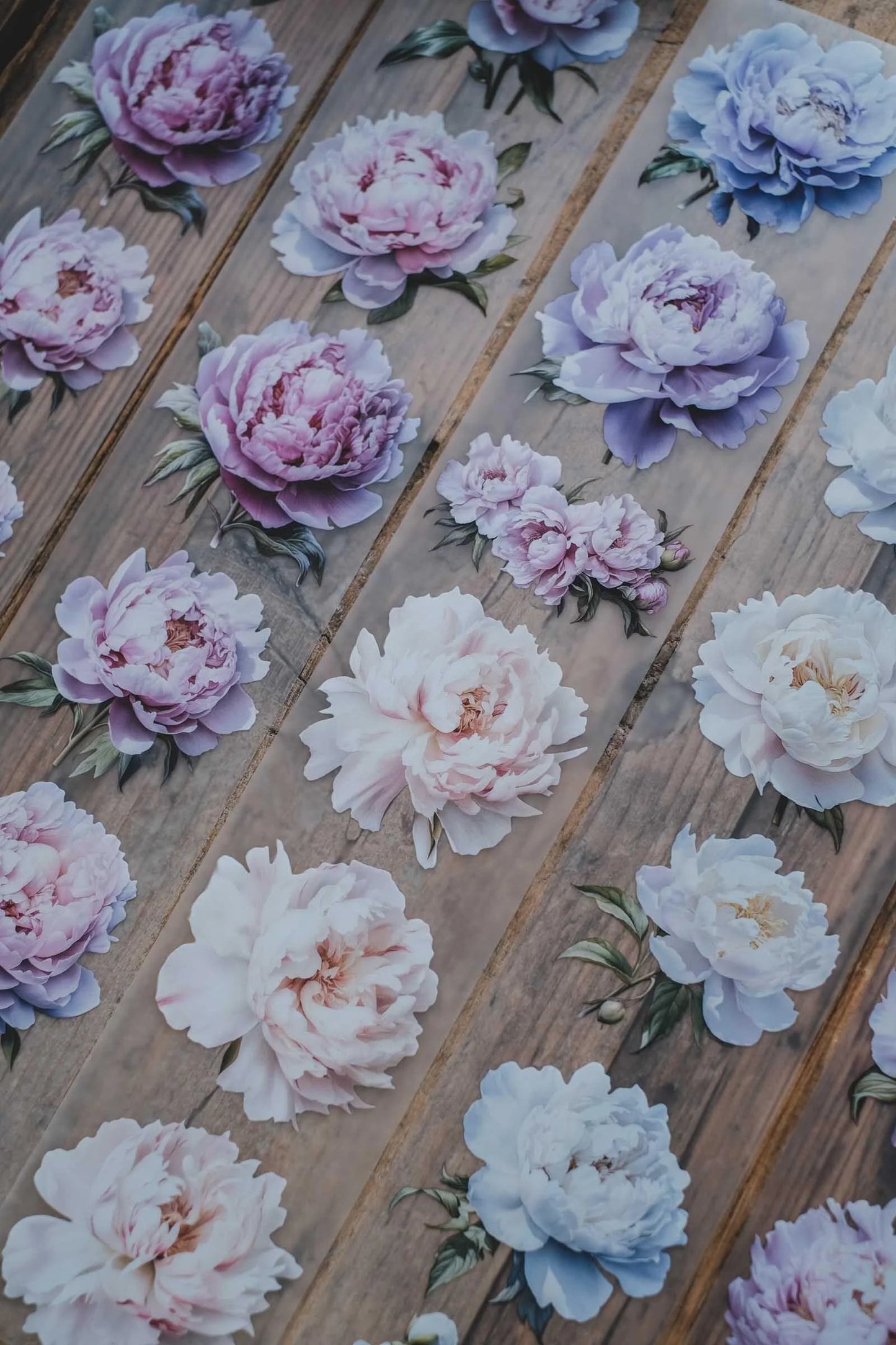 LG | Gentle and Light Peonies - One PET loop