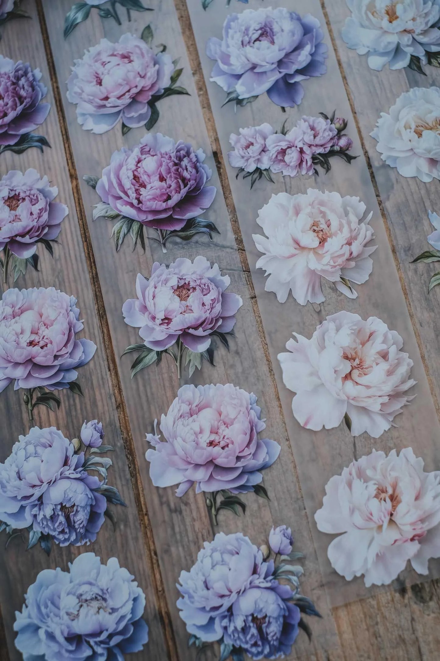 LG | Gentle and Light Peonies - One PET loop