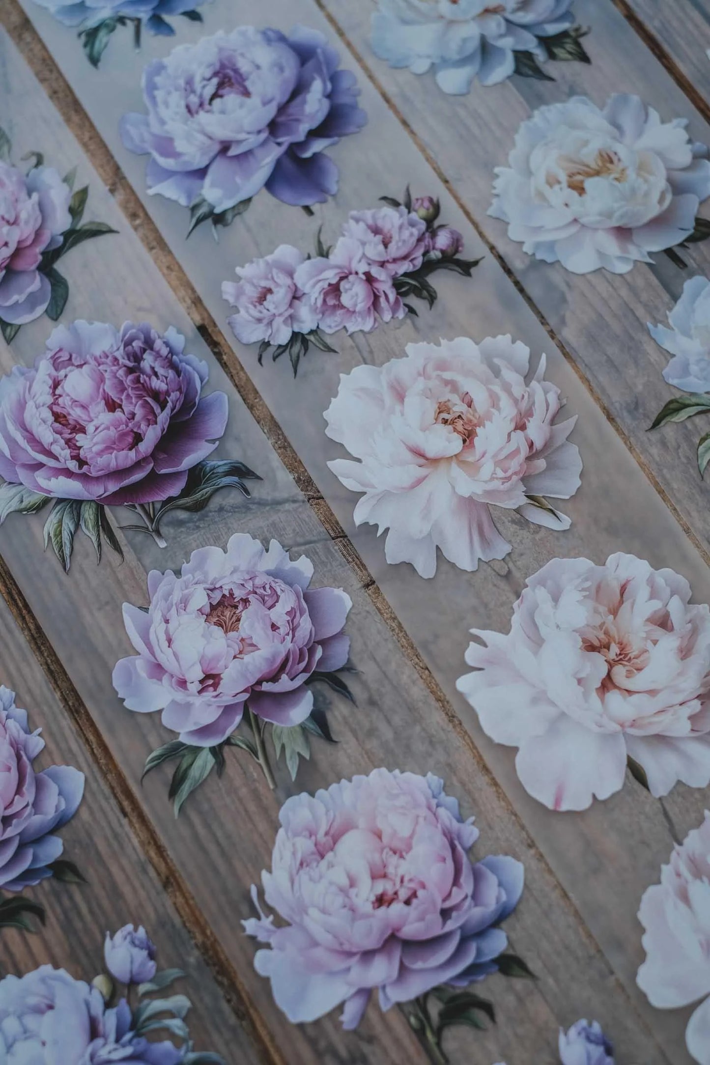 LG | Gentle and Light Peonies - One PET loop