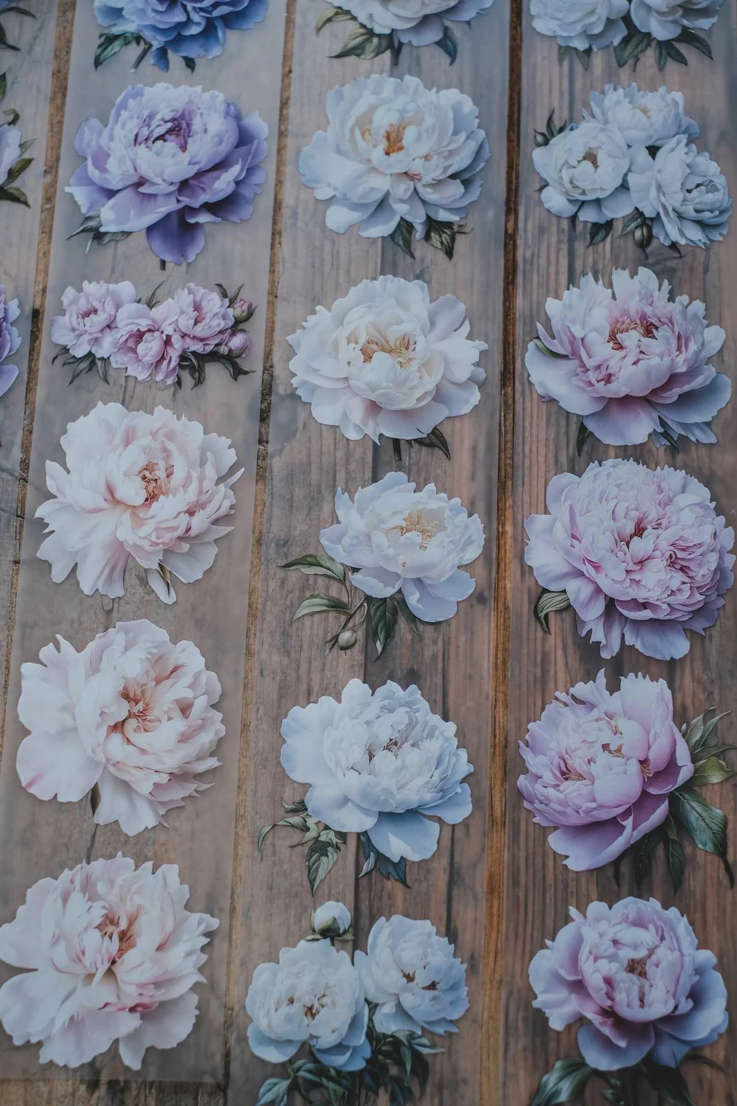 LG | Gentle and Light Peonies - One PET loop